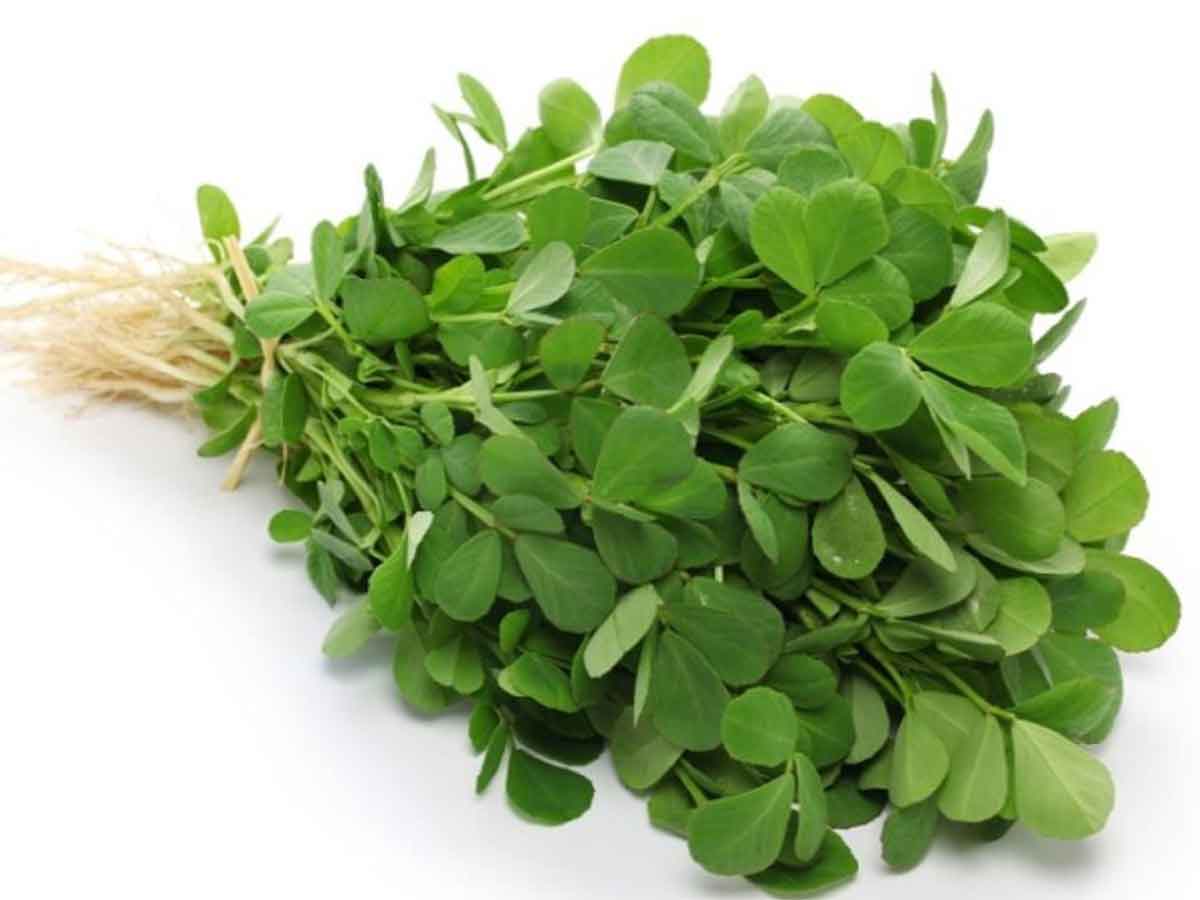 మెంతి ఆకులో ఎన్ని ఔషధ గుణాలున్నాయో తెలుసా..?