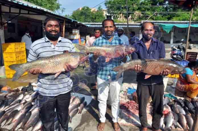 మృగశిరకు మస్తు చేపలు