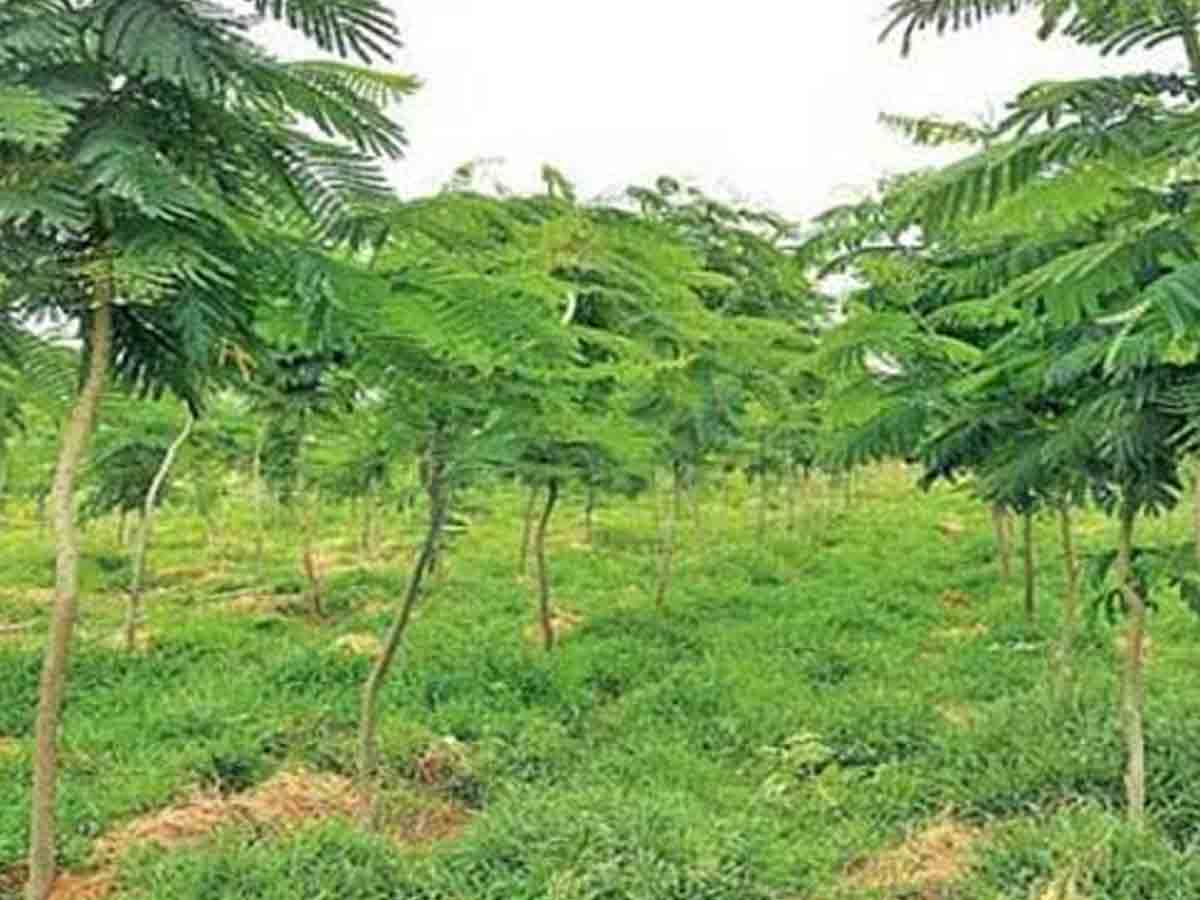 కొత్త‌గూడెంలో కోటికి పైగా మొక్క‌ల పెంప‌కం : క‌లెక్ట‌ర్ అనుదీప్‌