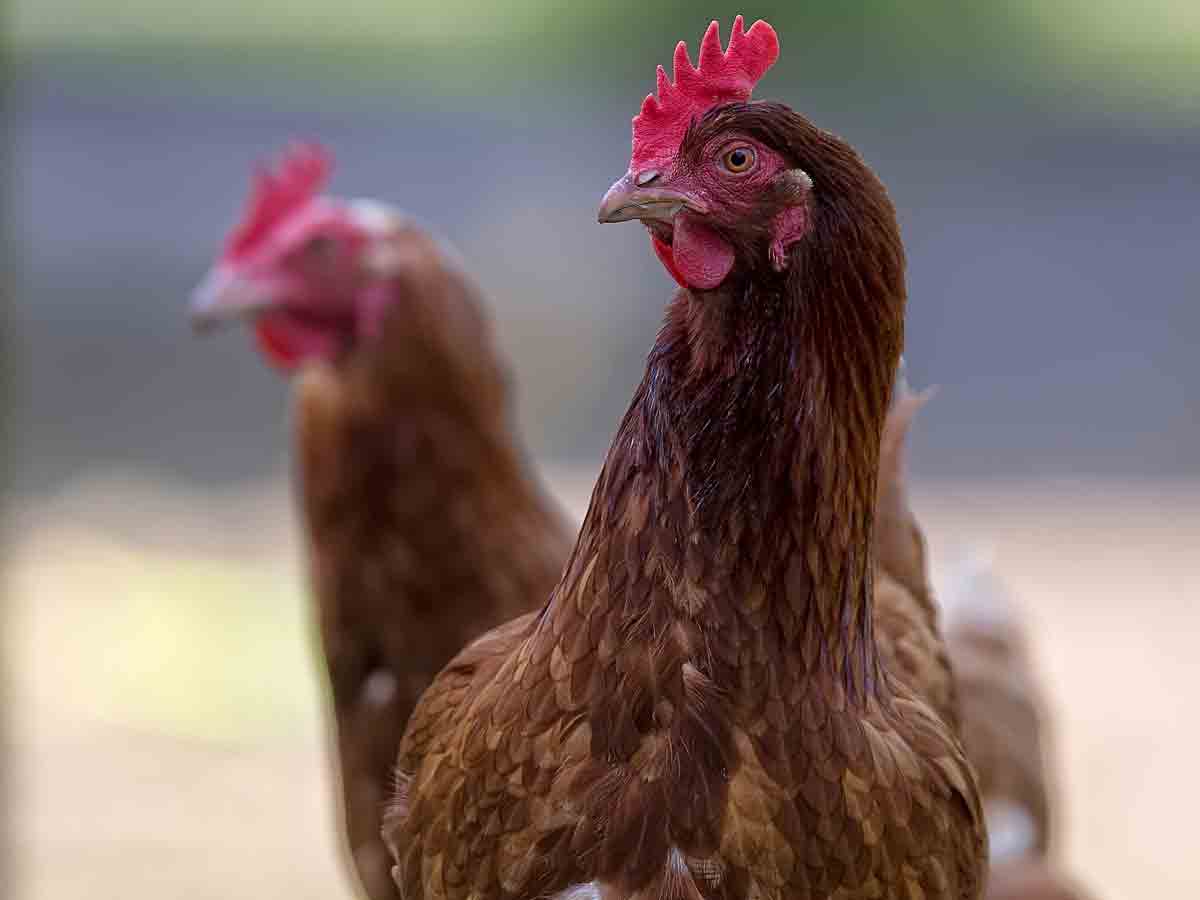 అక్క‌డ క‌రోనా వ్యాక్సిన్ వేసుకుంటే కోడి ఫ్రీ.. ఇంకా ఎక్క‌డెక్క‌డ ఏ ఆఫ‌ర్లు ఉన్నాయంటే..