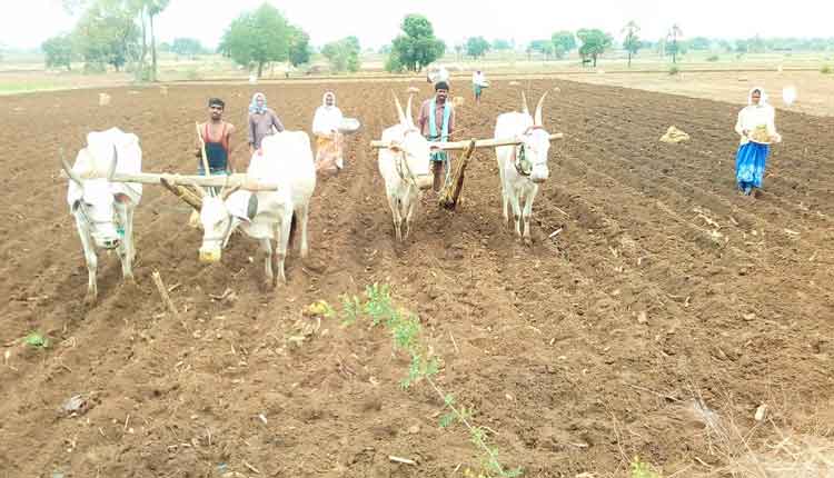 ముందస్తు వర్షాలతో సాగు ముమ్మరం