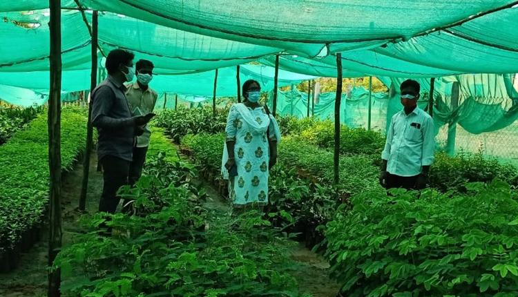 నర్సరీల్లో మొక్కల పెంపకంపై దృష్టి పెట్టాలి