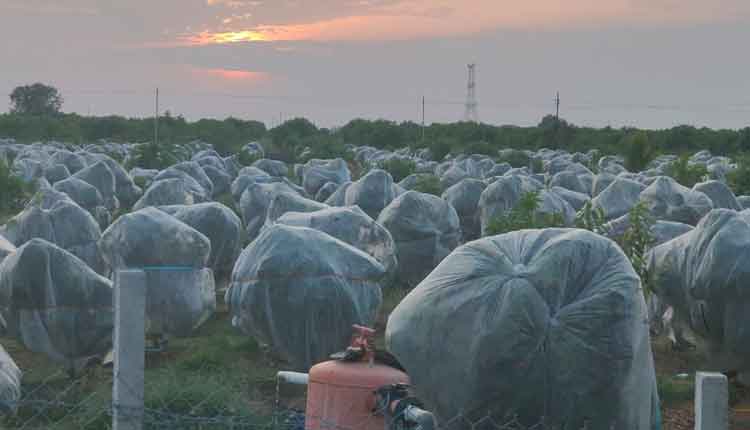 రైతు ఐడియా అదిరింది