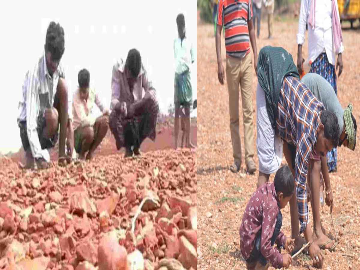 వజ్రాన్వేషకులతో కిటకిటలాడుతున్న జొన్నగిరి పొలాలు..