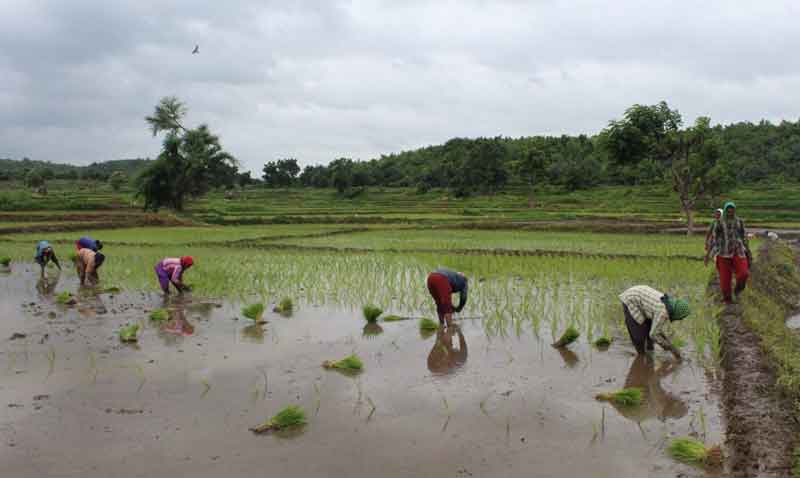 ‘సాగర్‌’ ఆయకట్టులో సాగు సంబురం