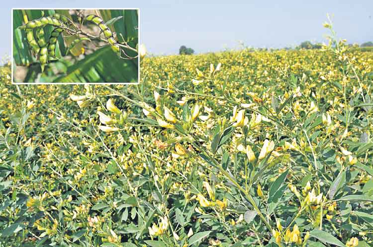 రంది లేని కంది!