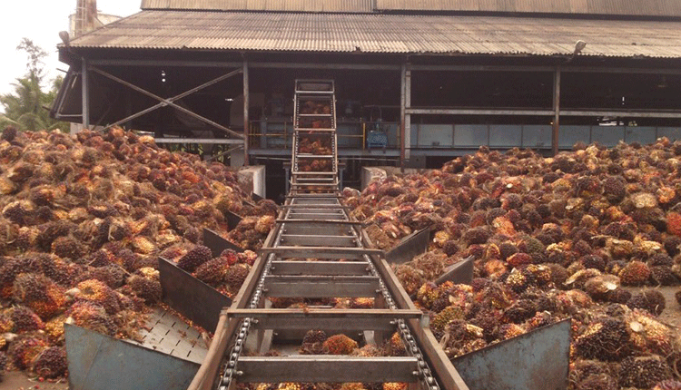 ఆయిల్‌ఫెడ్‌ మరో..అరుదైన రికార్డు