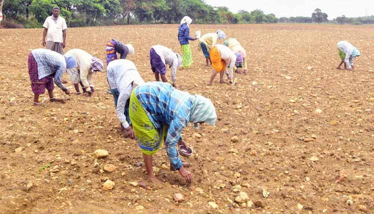 సజావుగా సాగుబడి