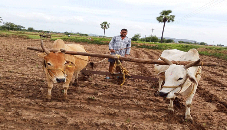 జోరుగా సాగు పనులు