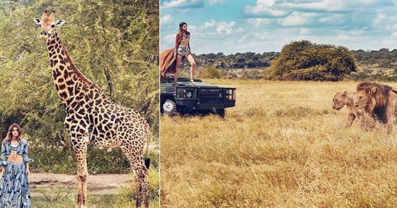 సింహాల ముందు స్టిల్ ఇచ్చిన ఆదిపురుష్ బ్యూటీ