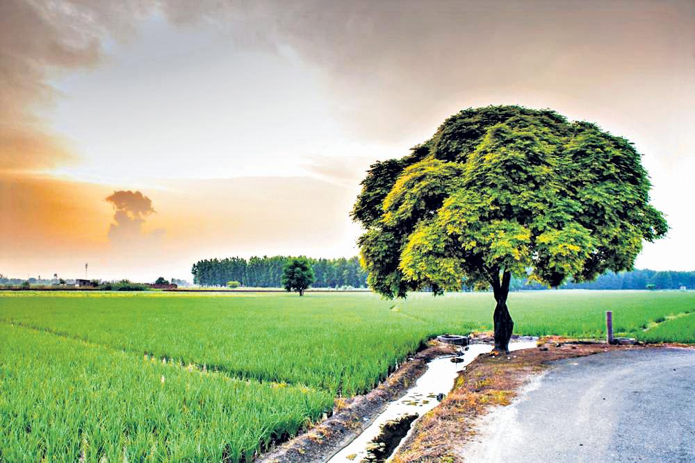 వ్యవసాయ భూముల డిజిటల్‌ సర్వే