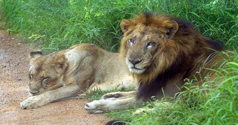 క‌రోనా వైర‌స్ సోకి సింహం మృతి