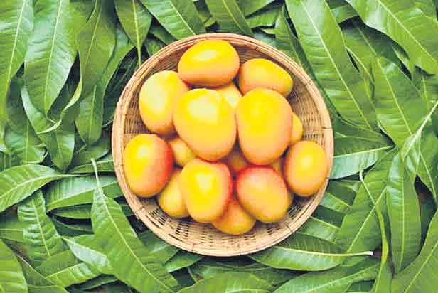 షుగర్‌ ఫ్రీ మామిడి పండ్లు