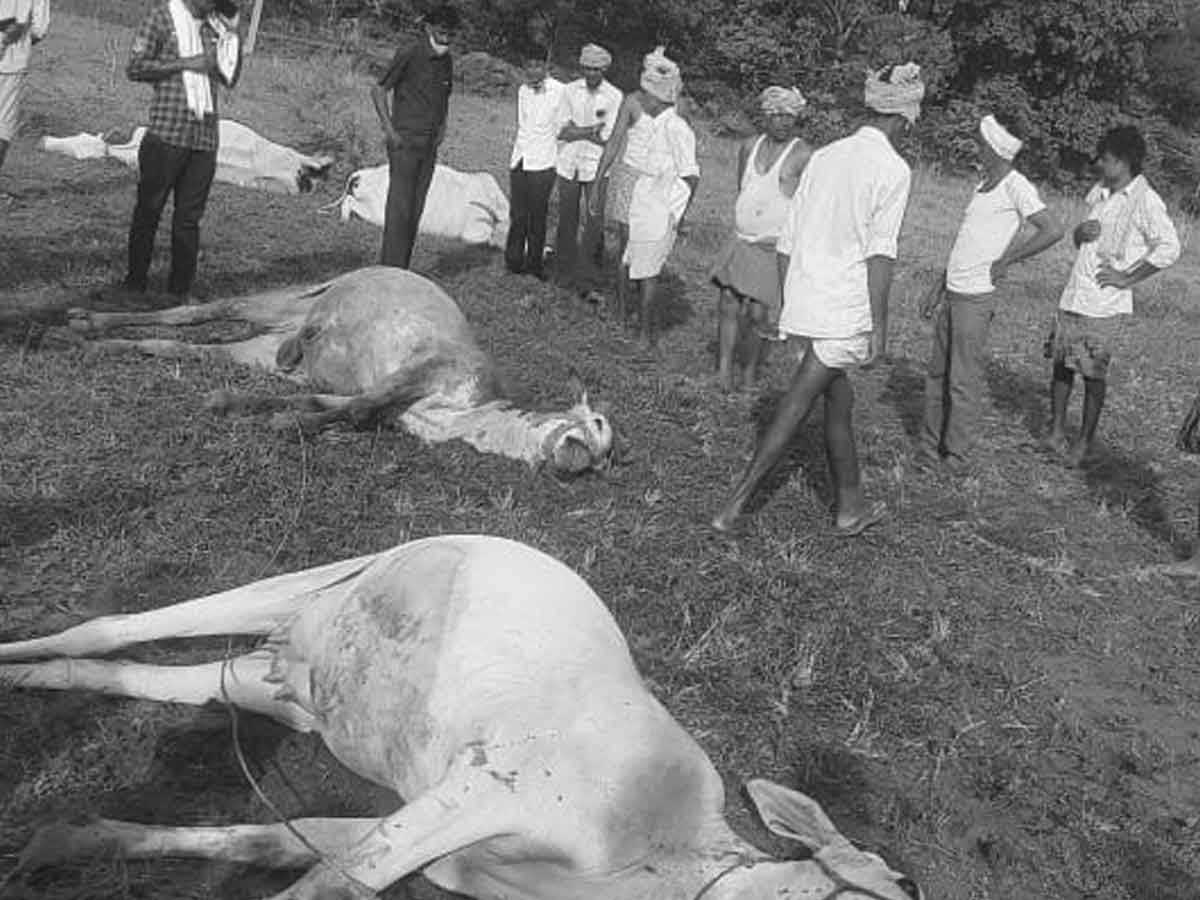 విద్యుత్‌ షాక్‌తో 9 పశువులు మృతి