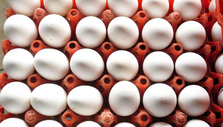 కోడిగుడ్డు ధర పైపైకి