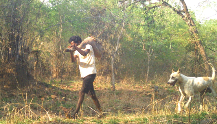 వేటగాళ్లను పట్టించిన కెమెరా ట్రాప్‌లు