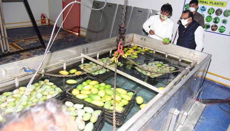 ఐదు దేశాలకు పాలమూరు మామిడి