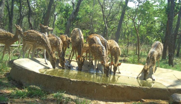 స్వేచ్ఛ సంచారం