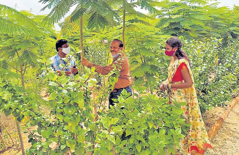 పల్లెప్రకృతి వనాలతో ఆరోగ్య జీవనం