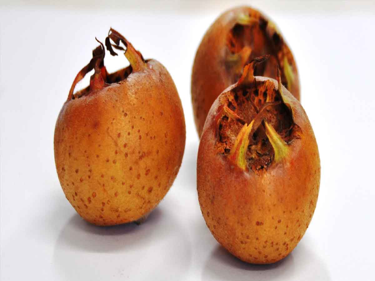 కుళ్లిన తర్వాతే తినే ఈ పండు ప్రత్యేకత గురించి తెలుసా…?