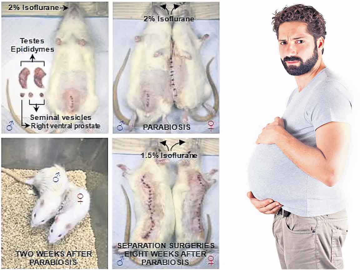 male pregnancy | ఇక మ‌గ‌వారికీ గ‌ర్భం.. పది పిల్లలకు జన్మనిచ్చిన మగ ఎలుక