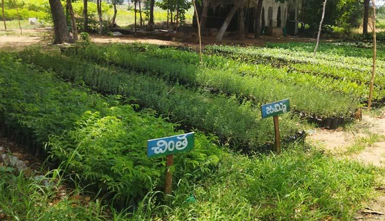 పచ్చదనమే లక్ష్యంగా..