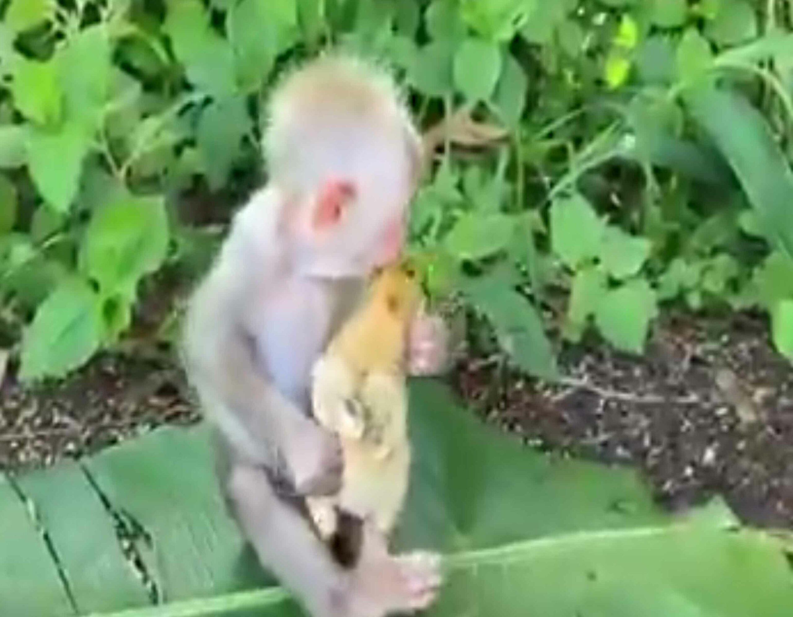 వైరల్ వీడియో: కోతి చేతిలో కోడిపిల్ల…