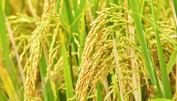 అనువైనవి ఎంచుకో..అధిక దిగుబడి సాధించుకో..