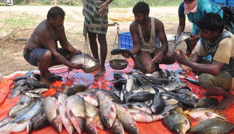 మృగశిరకు మస్తు చేపలు