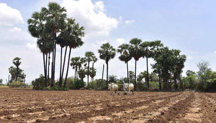 పత్తికి జై