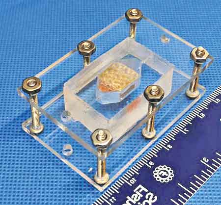 ల్యాబ్‌లో 3డీ కణజాలం తయారీ