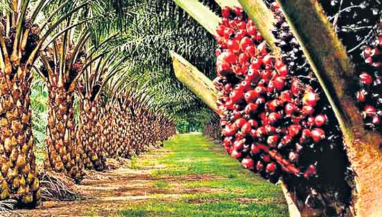 తగ్గనున్న వంటనూనె ధరలు