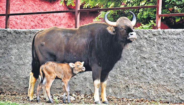 ఆ అడవిదున్న పేరు మార్చారు