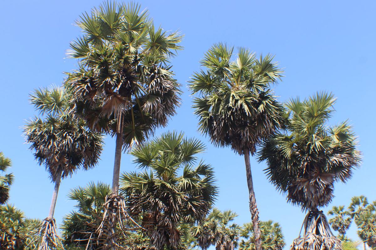 తాటిచెట్టు పైనుంచి పడి గీత కార్మికుడు మృతి