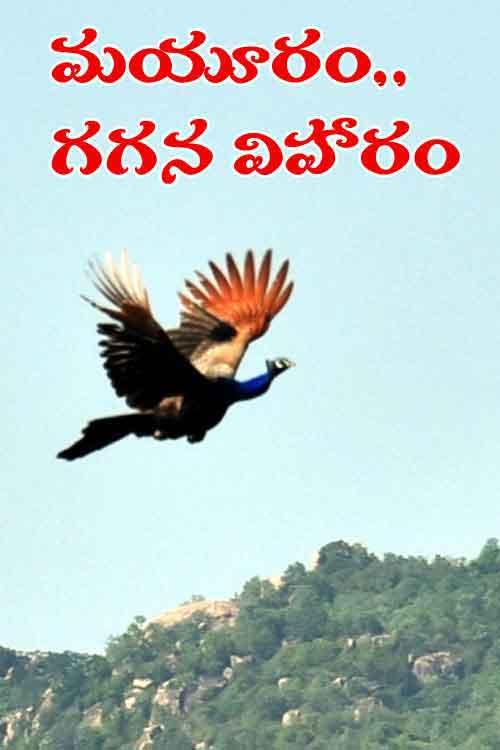 మయూరం.. గగన విహారం