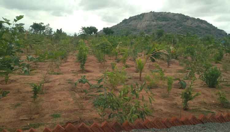 హరితవనం.. ఆహ్లాదానికి నిలయం..