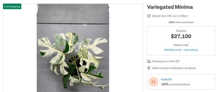 రూ. 14 ల‌క్ష‌లు ప‌లికిన అరుదైన మొక్క‌.. ఏంటి దీని స్పెషల్‌?