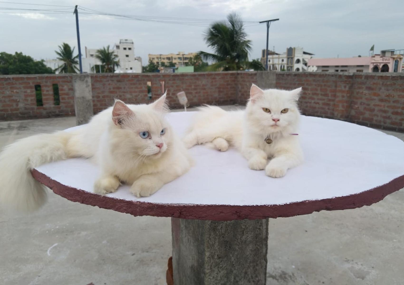 కుక్కల కంటే పిల్లులకే కరోనా ముప్పు ఎక్కువ