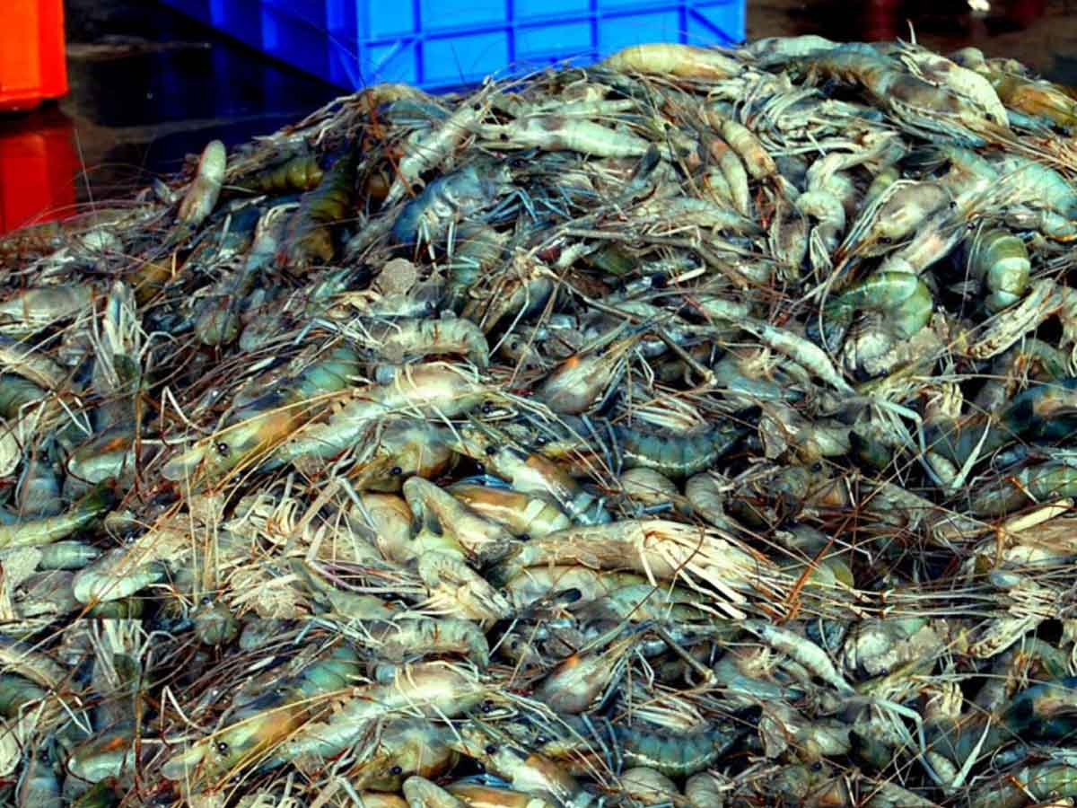 పాలేరు రొయ్యలు విదేశాలకు