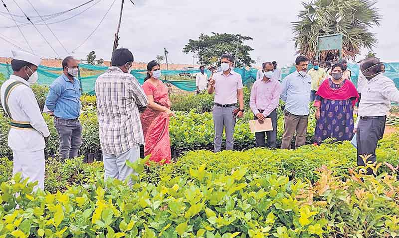మొక్కల పెంపకం అద్భుతం