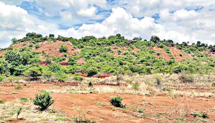 ‘సంగమేశ్వరం’..  సస్యశ్యామలం