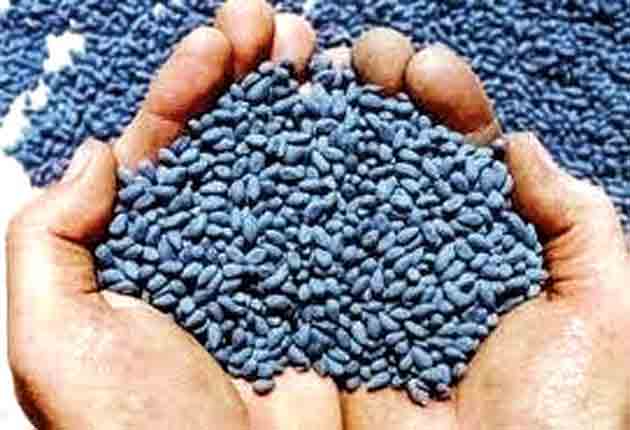 నకిలీ విత్తన ముఠాల ఆటకట్టు