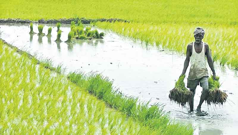 బీడు భూములు సాగులోకి..