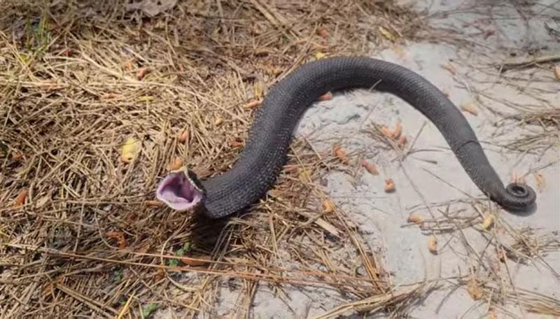 వెలిచాలలో అరుస్తున్న పాము?