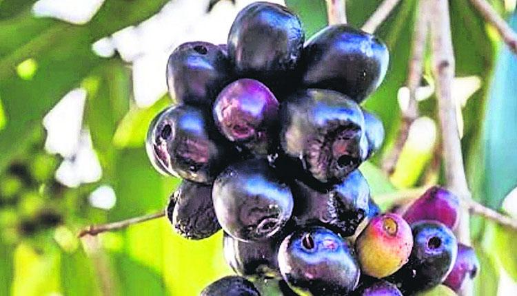 నేరేడు పండు లాభాలు మెండు..