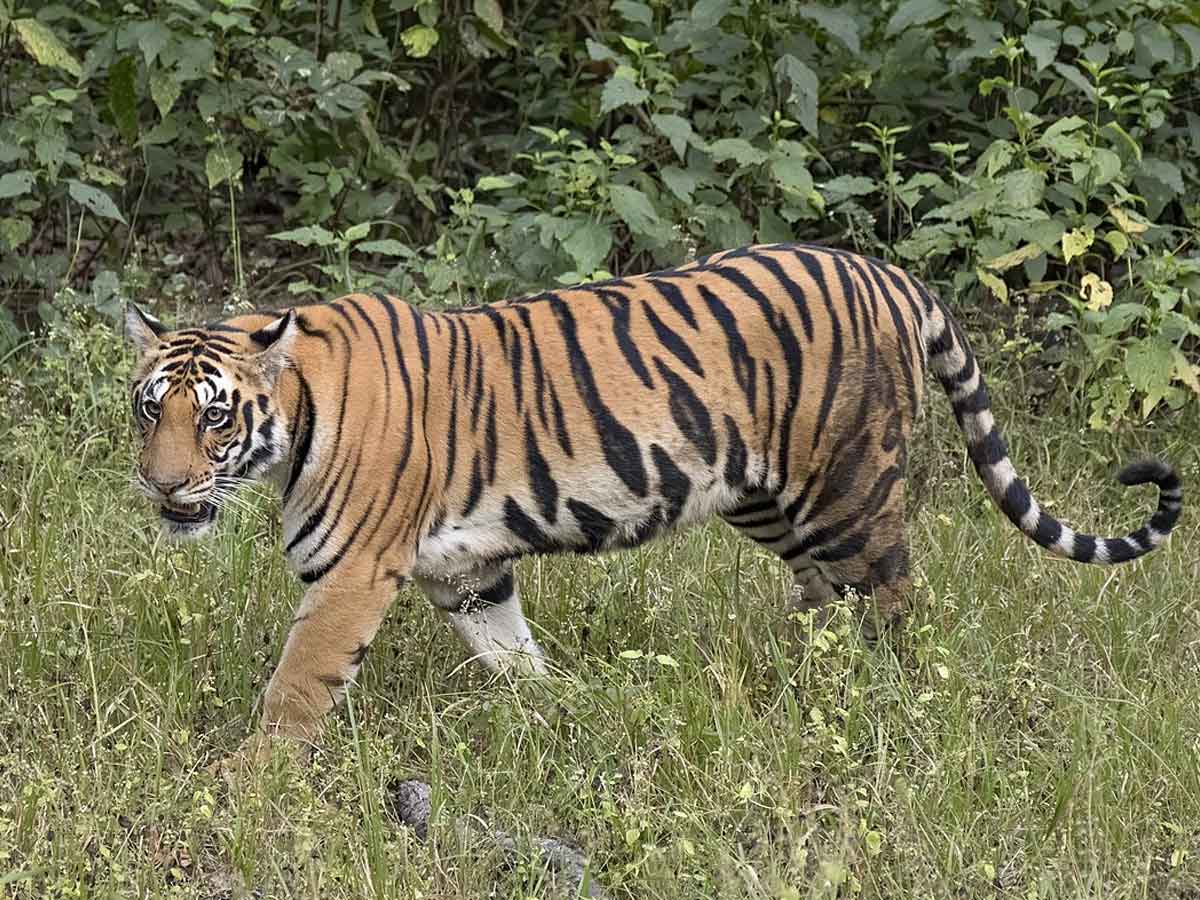 ఆవుల మందపై పులి దాడి