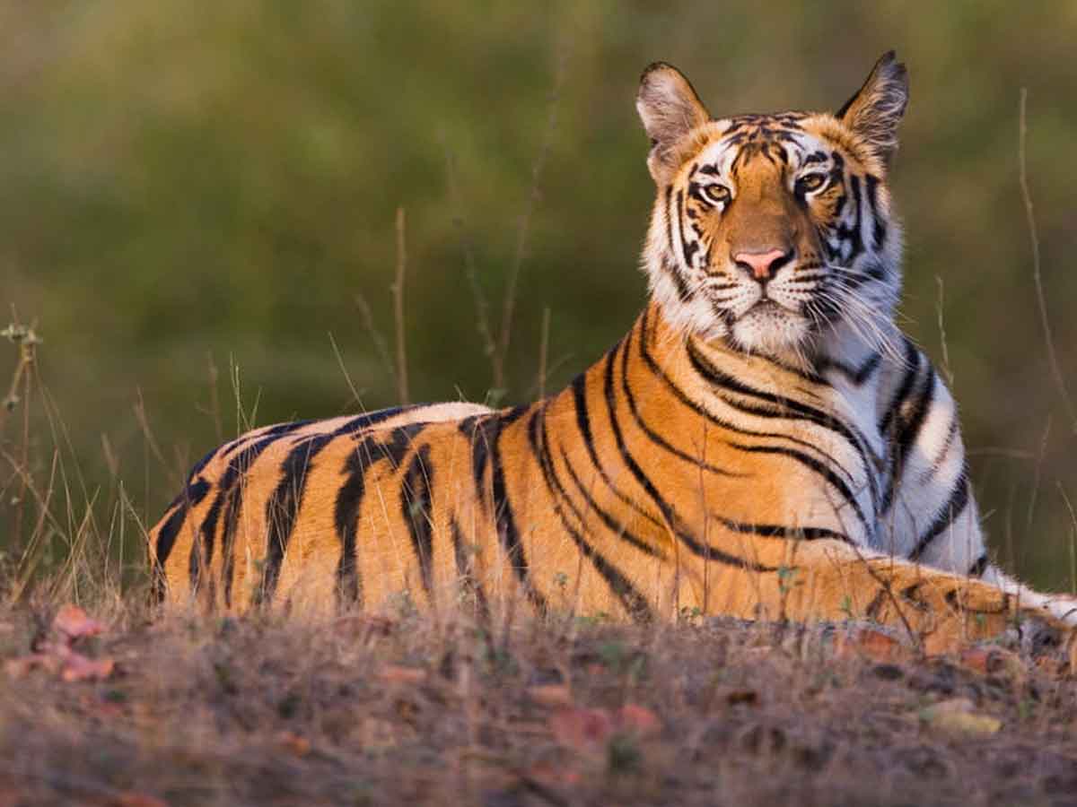 లోడ్‌పల్లిలో ఎద్దుపై పులిదాడి