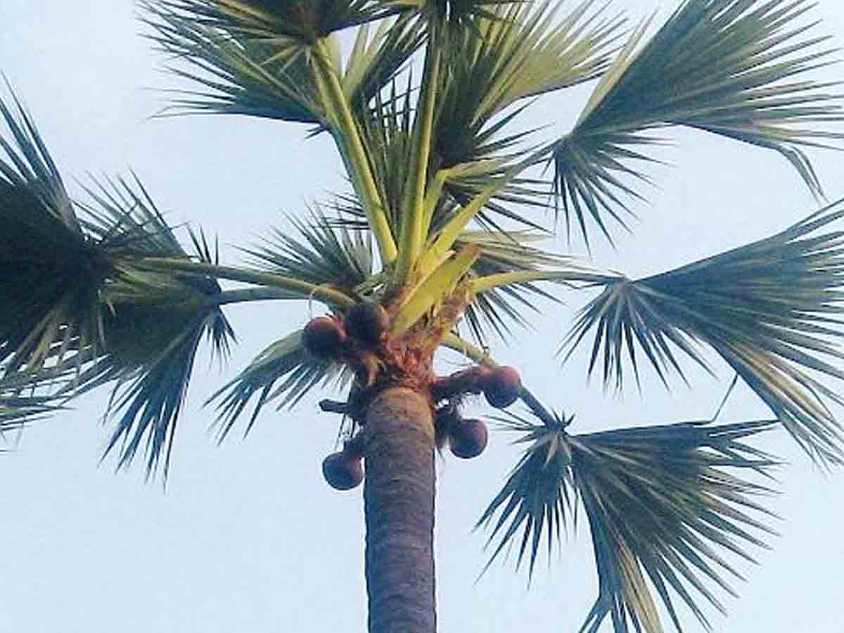 తాటి చెట్టు పైనుండి పడి గీతకార్మికుడు మృతి