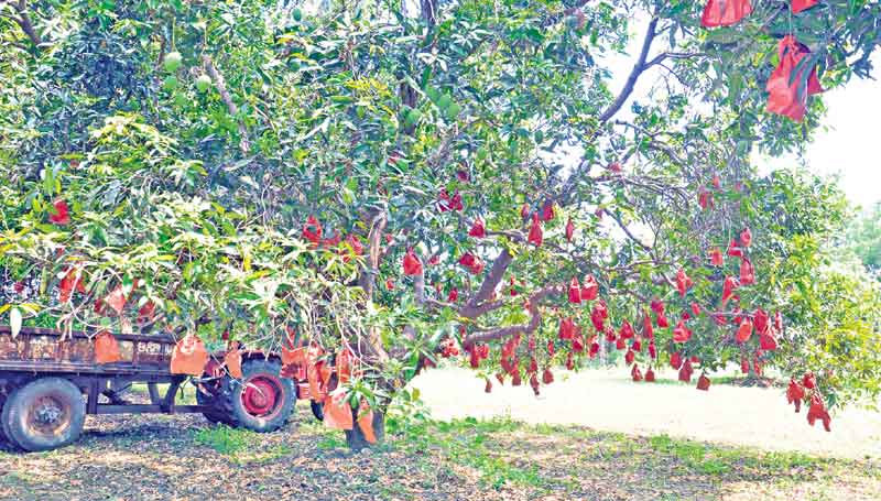 కాయకు కవర్‌!