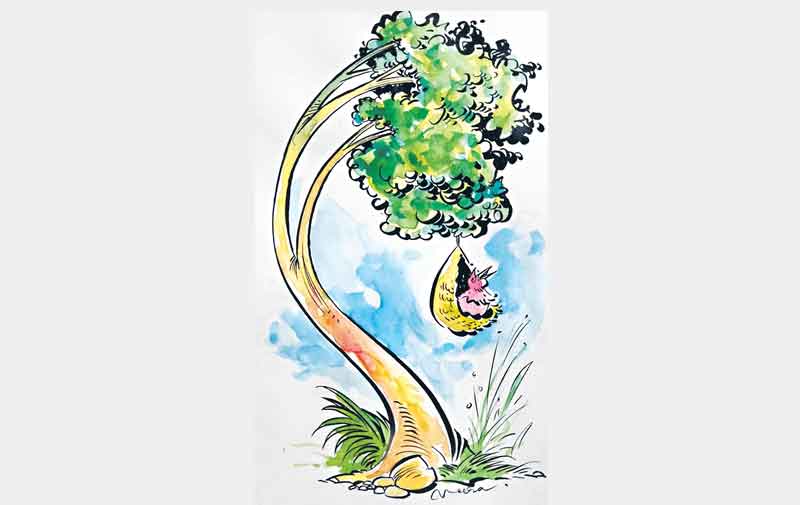 ఒక చెట్టు.. 33 పువ్వులు